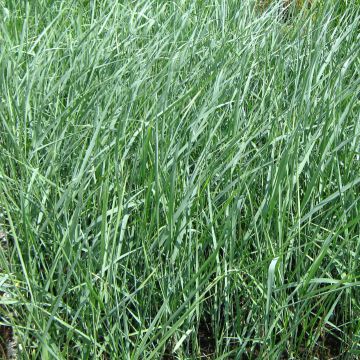Panic - Panicum amarum 