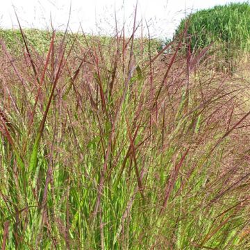 Panic érigé - Panicum virgatum Warrior