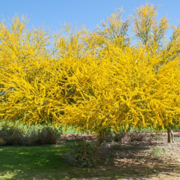 Févier d'Amérique - Gleditsia triacanthos Elegantissima