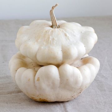 Patisson blanc en pots de 10,5cm