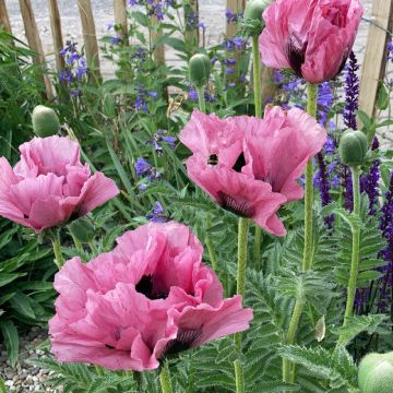 Pavot d'Orient - Papaver orientale Perry's White