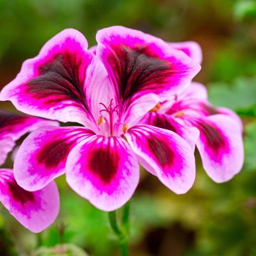 Pélargonium - Géranium Angel Eyes Blueberry