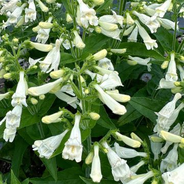 Penstemon Nova Pearl - Galane