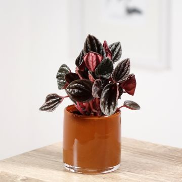 Peperomia caperata Montevideo