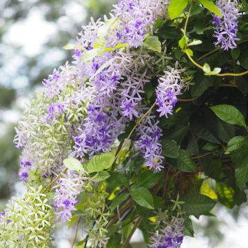 Pandorea jasminoïdes Rosa - Bignone faux jasmin