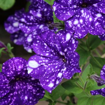 Petunia Splash Dance Magenta Mambo℗