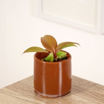 Philodendron Cherry Red