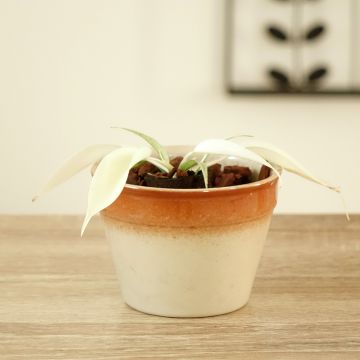 Philodendron Florida Ghost
