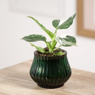 Philodendron White Wizard