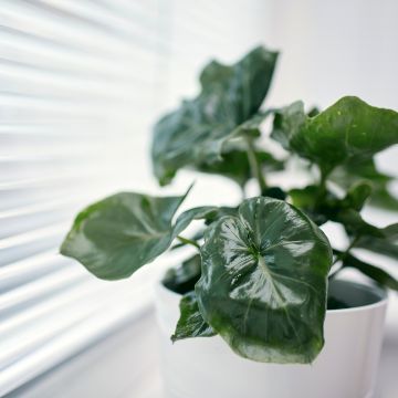 Philodendron Jungle (selloum x goeldii)