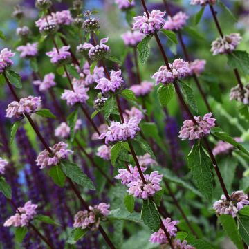 Phlomis cashmeriana - Phlomis du Cachemire