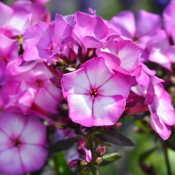 Phlox paniculata Amethyst - Phlox paniculé améthyste