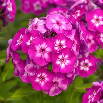 Phlox paniculata Tequila Sunrise - Phlox paniculé nain orange saumon vif