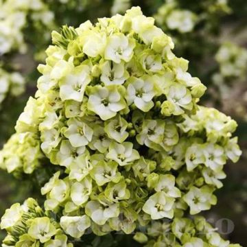 Phlox paniculata Orchid Green - Phlox paniculé
