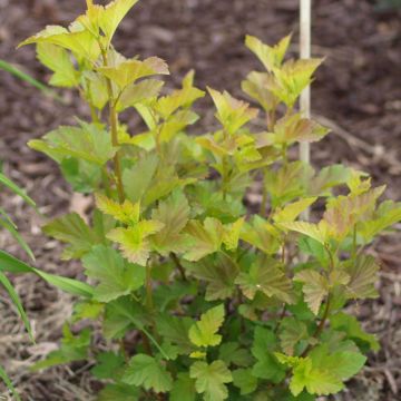 Physocarpus opulifolius Amber Jubilee
