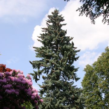 Epicea bleu - Picea pungens Blue Mountain