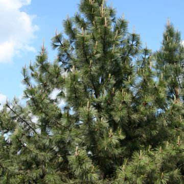 Pinus parviflora Glauca - Pin blanc du Japon