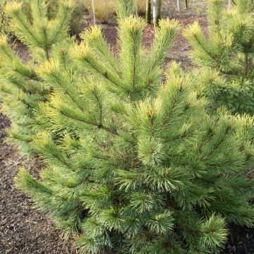 Pin sylvestre - Pinus sylvestris Norska