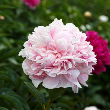Pivoine Président Taft