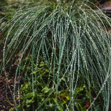 Poa glauca Blue Hills - Pâturin glauque