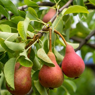 Poirier Saint Rémy - Pyrus communis Buisson en racines nues