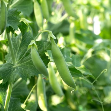 Pois nain Cash à graines ridés - Pisum sativum
