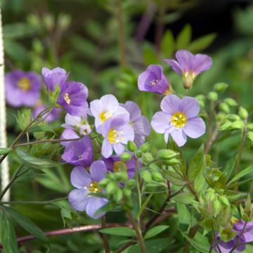 Polemonium caeruleum Lambrook Mauve - Valériane grecque