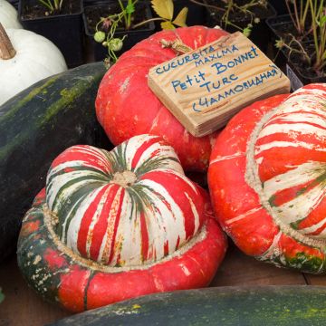 Potiron Petit Bonnet Turc AB - Ferme de Ste Marthe