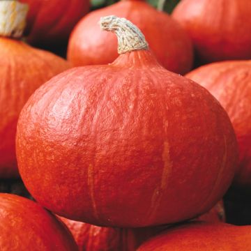 Potimarron Uchiki Kuri - Cucurbita maxima Kabocha