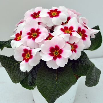 Primevère - Primula vulgaris Strong Beer