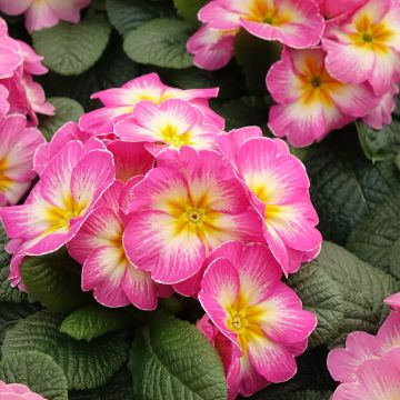 Primevère - Primula acaulis Lipstick