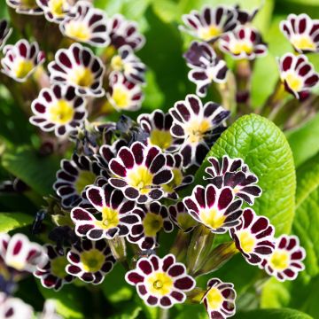 Primevère - Primula elatior Mister Silver Laced