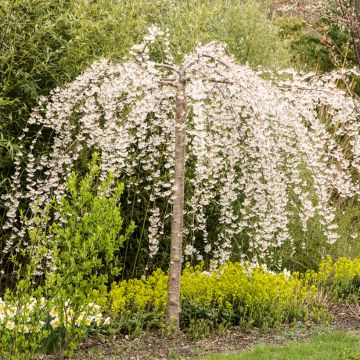 Cerisier à fleurs - Prunus yedoensis