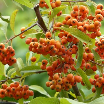 Pyracantha Golden Charmer - Buissont ardent jaune-orangé.