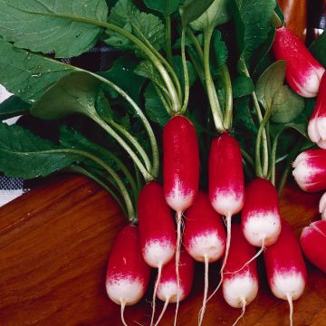 Radis Bamba - Raphanus sativus var. sativus