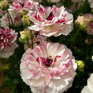 Renoncule fleur double rouge - Ranunculus asiaticus