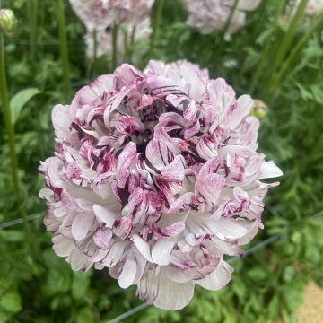Renoncule fleur double rouge - Ranunculus asiaticus
