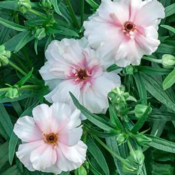 Renoncule fleur double rouge - Ranunculus asiaticus