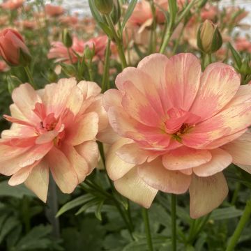 Renoncule fleur double rouge - Ranunculus asiaticus