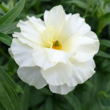 Renoncule fleur double rouge - Ranunculus asiaticus