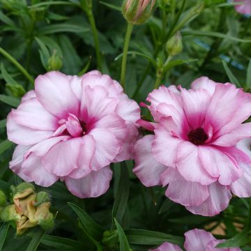 Renoncule fleur double rouge - Ranunculus asiaticus