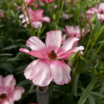 Renoncule fleur double rouge - Ranunculus asiaticus