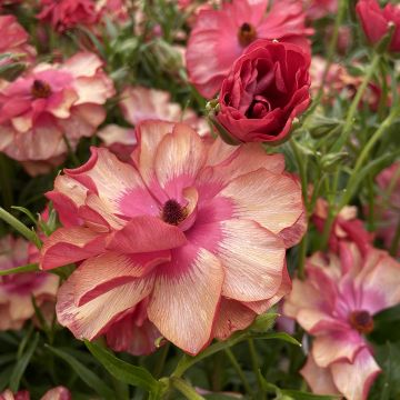 Renoncule fleur double rouge - Ranunculus asiaticus
