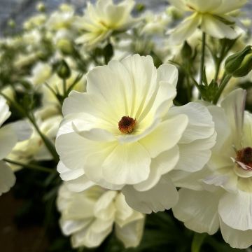Renoncule fleur double rouge - Ranunculus asiaticus