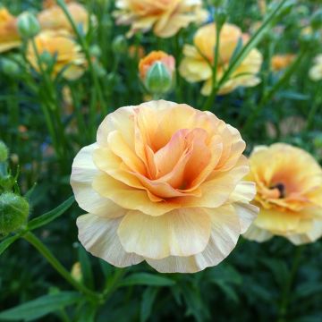 Renoncule fleur double rouge - Ranunculus asiaticus