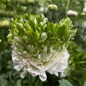 Renoncule fleur double rouge - Ranunculus asiaticus