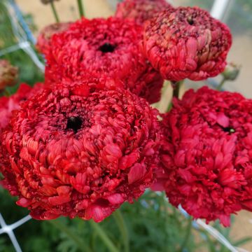 Renoncule fleur double rouge - Ranunculus asiaticus