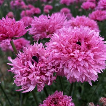 Renoncule fleur double rouge - Ranunculus asiaticus
