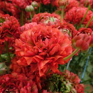 Renoncule fleur double rouge - Ranunculus asiaticus