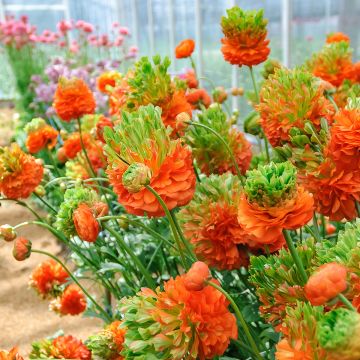 Renoncule fleur double rouge - Ranunculus asiaticus